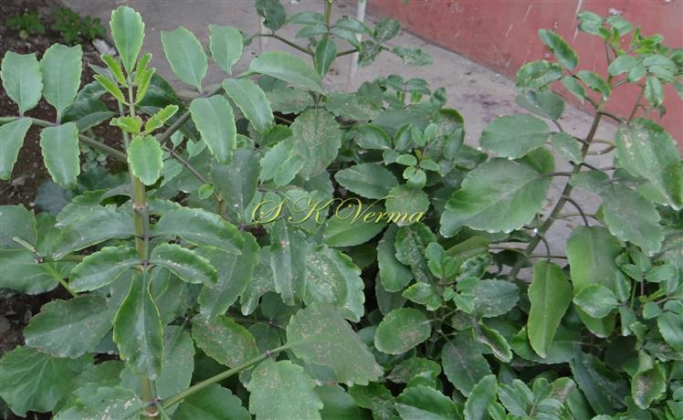  Plant with leaves